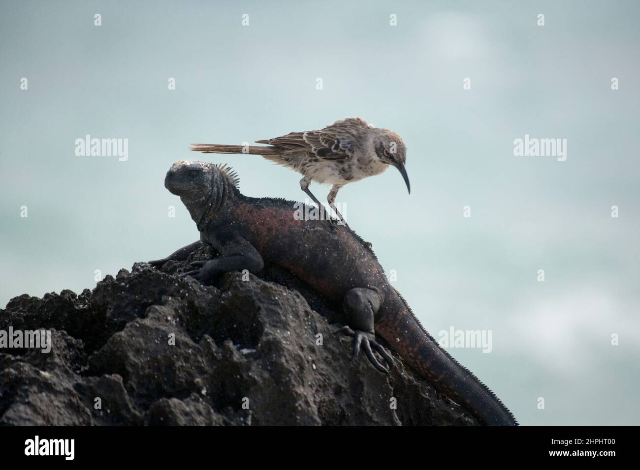 Iguana marina adulta (Amblyrhyncus cristatus) e uccello mocking delle Galapagos (Nesomimus) all'isola di Gardner Bay Espanola nell'arcipelago delle Galapagos Pa Foto Stock