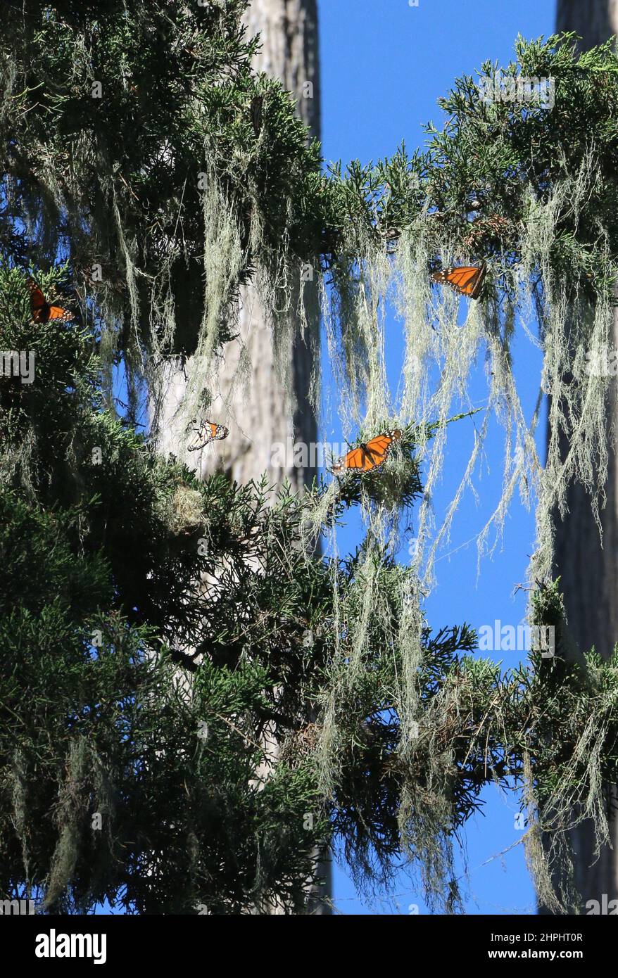 Un gruppo di farfalle Monarch arancioni e nere volano attraverso gli alberi contro un cielo blu al Monarch Grove Sanctuary. Lichen appende ai rami. Foto Stock