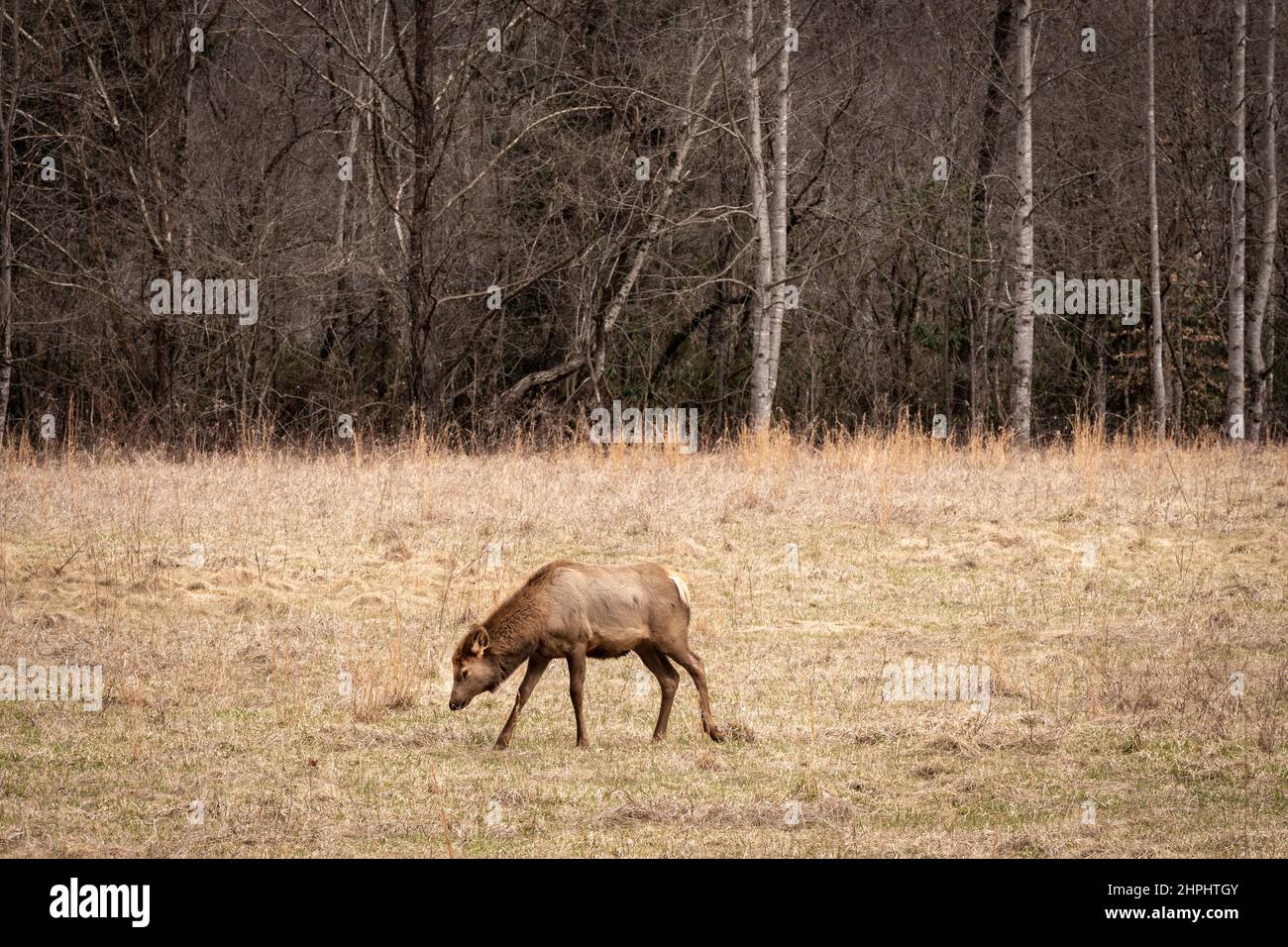 Un gregge di maestose tombe di alci e riposa nei prati della Cataloochee Valley nelle Great Smoky Mountains. Foto Stock