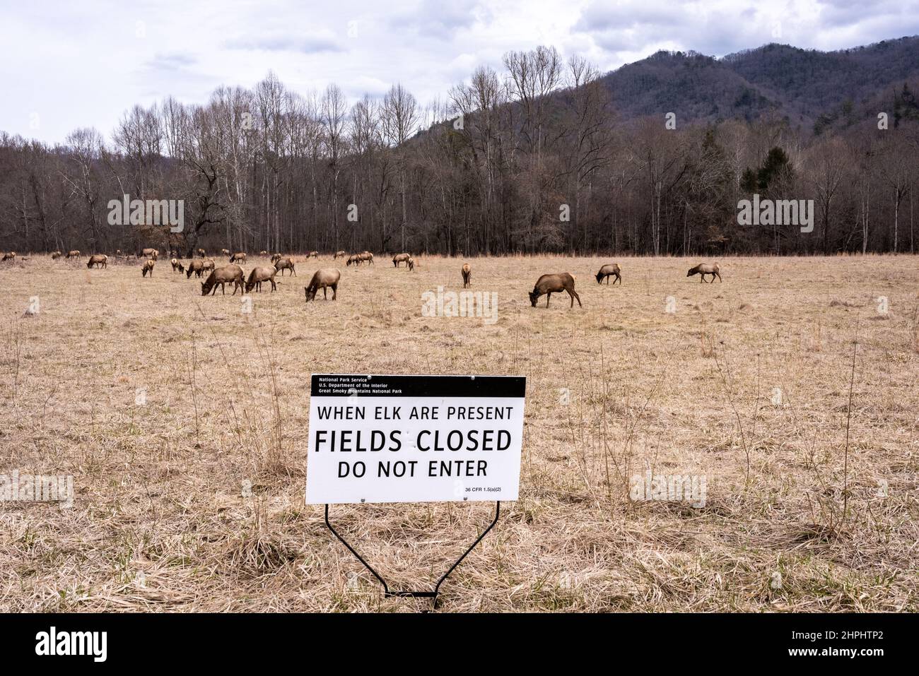 Un gregge di maestose tombe di alci e riposa nei prati della Cataloochee Valley nelle Great Smoky Mountains. Foto Stock