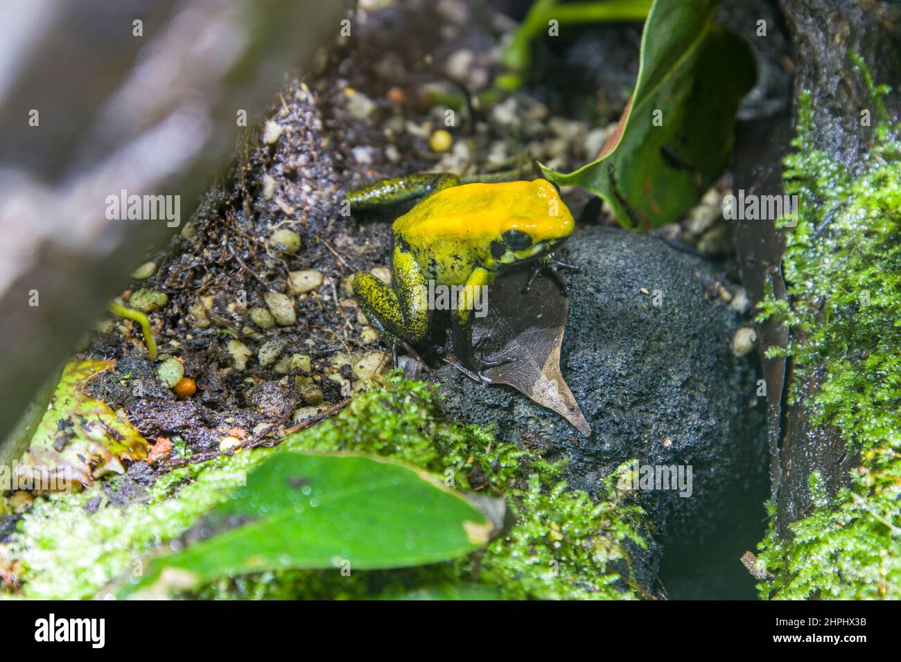 La rana velenosa a zampe nere (Phyllobates bicolore) è la seconda più tossica delle rane di freccette velenose. Vive nelle foreste di pianura Foto Stock