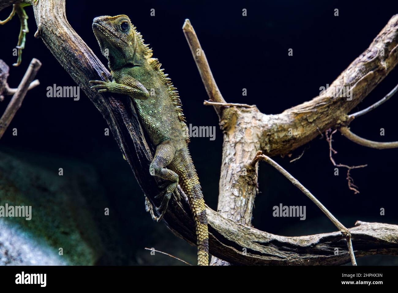 La lucertola (Gonocephalus beli) è una specie di lucertola della famiglia Agamidae. La specie è originaria dell'Asia sudorientale e dell'Oceania. Foto Stock