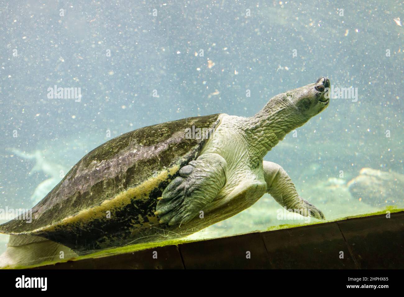 La tartaruga dal tetto birmano (Batagur trivittata) è una delle sei specie di tartaruga del genere Batagur della famiglia Geoemydidae, endemica del Myanmar Foto Stock