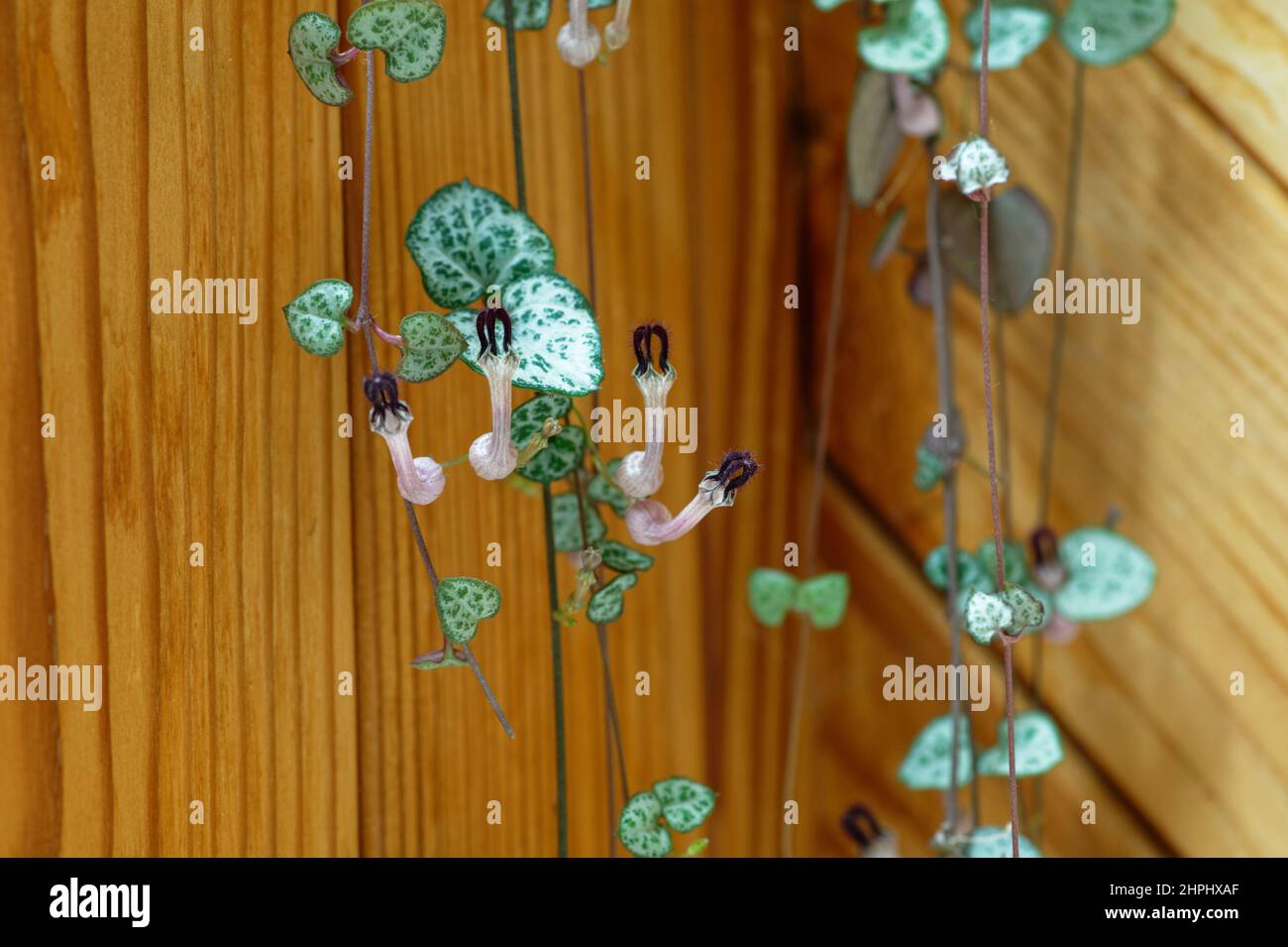 Una catena di cuori casa piante sentieri lungo il muro, ha fiori pinkish Foto Stock