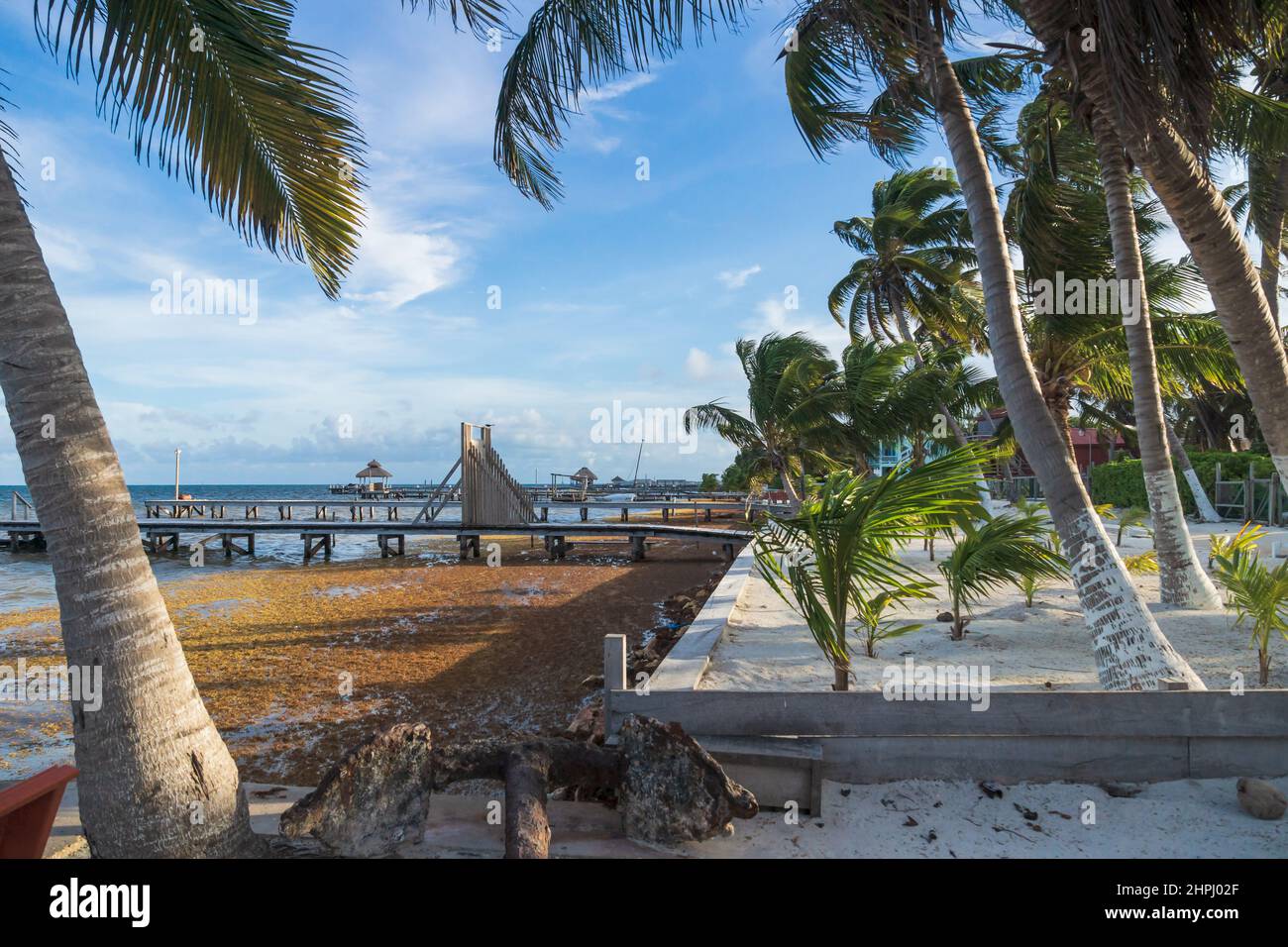 Alghe di Sargassum, alghe marine, lavate a riva l'idilliaca spiaggia di sabbia con palme di Caye Caulker, Belize Foto Stock