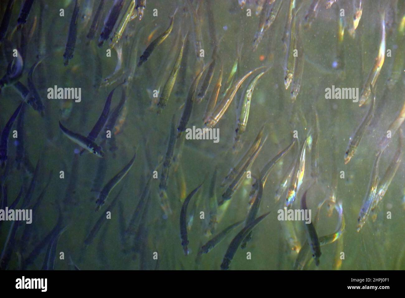 Scuola di piccolo pesce Foto Stock