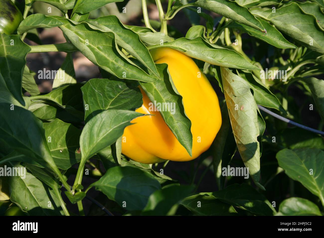 PEPERONE GIALLO (CAPSICUM ANNUUM) NOTO ANCHE COME PEPERONE DOLCE MATURANTE SUL CESPO. AUSTRALIA. Foto Stock