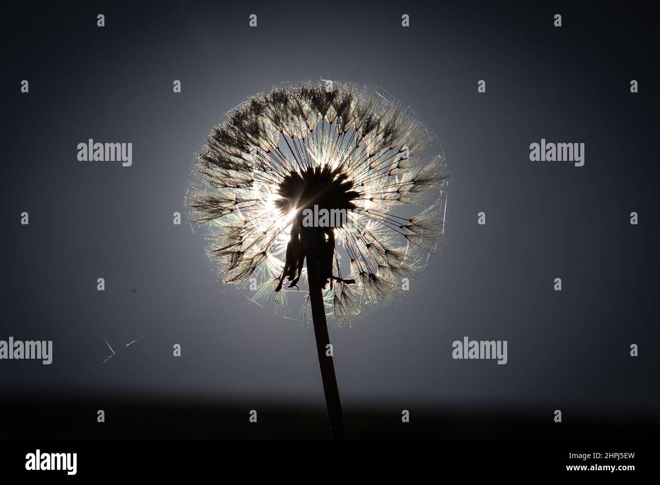 Silhouette di un dente di leone al sole . Foto Stock