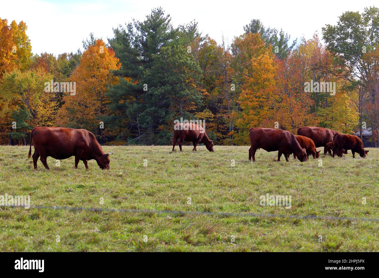 Mucche rosse del Devon che pascolo sull'erba contro uno sfondo di fogliame di autunno in Mid-Hudson Valley di New York. Bestiame allevato pascolo Foto Stock