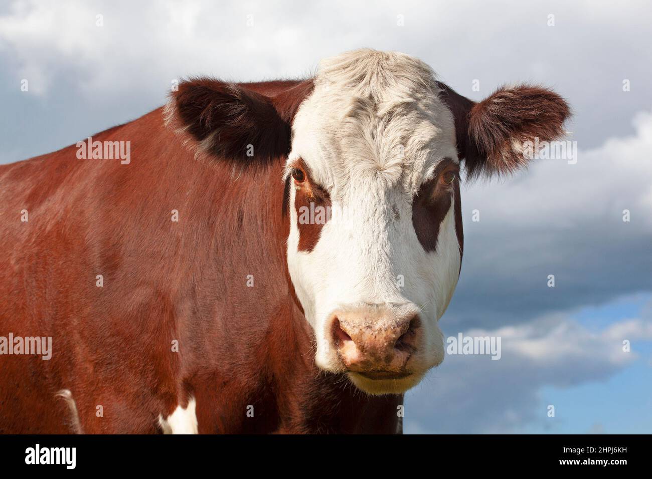 Hereford mucca all'aperto nelle praterie canadesi, primo piano della testa e del viso Foto Stock