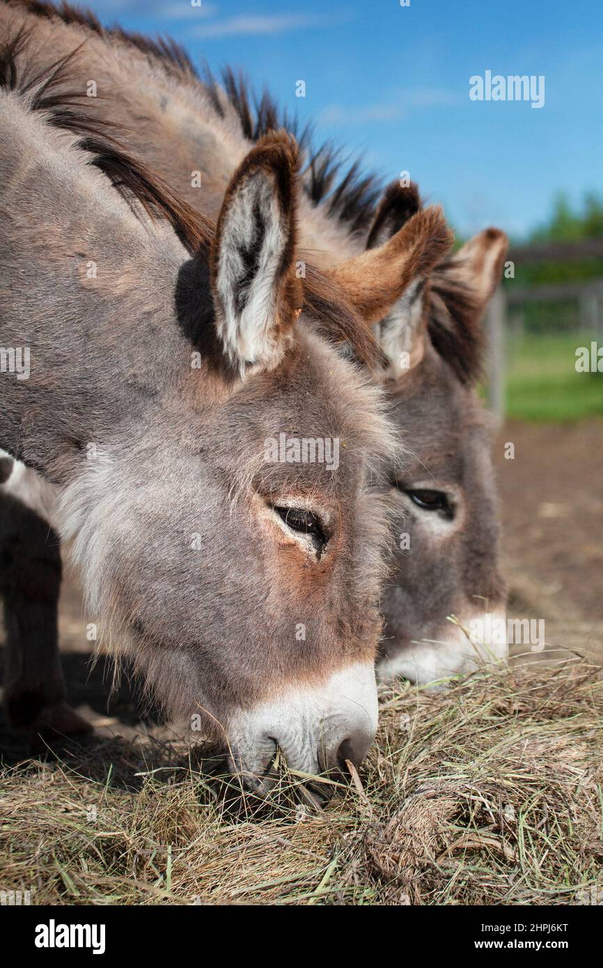 Due asini che si nutrono su un mucchio di fieno a terra in un pascolo di un santuario di animali da fattoria Foto Stock