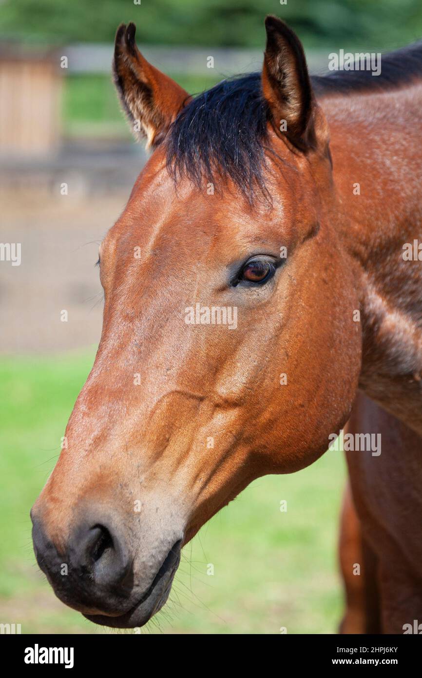 Fronte di taglio del cavallo da vicino Foto Stock