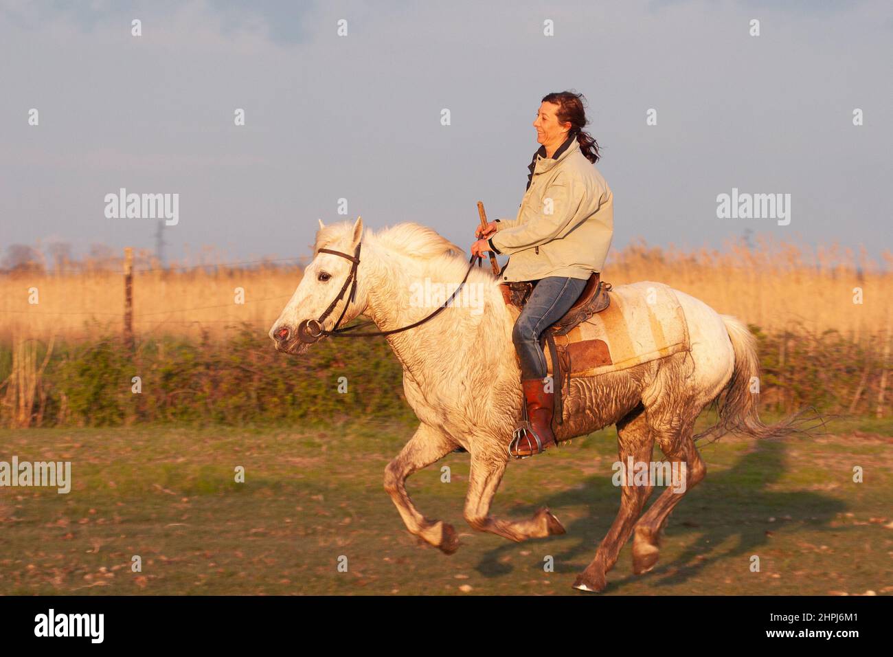 Donna francese che guida un cavallo Camargue attraverso un campo in Provenza, Francia meridionale Foto Stock