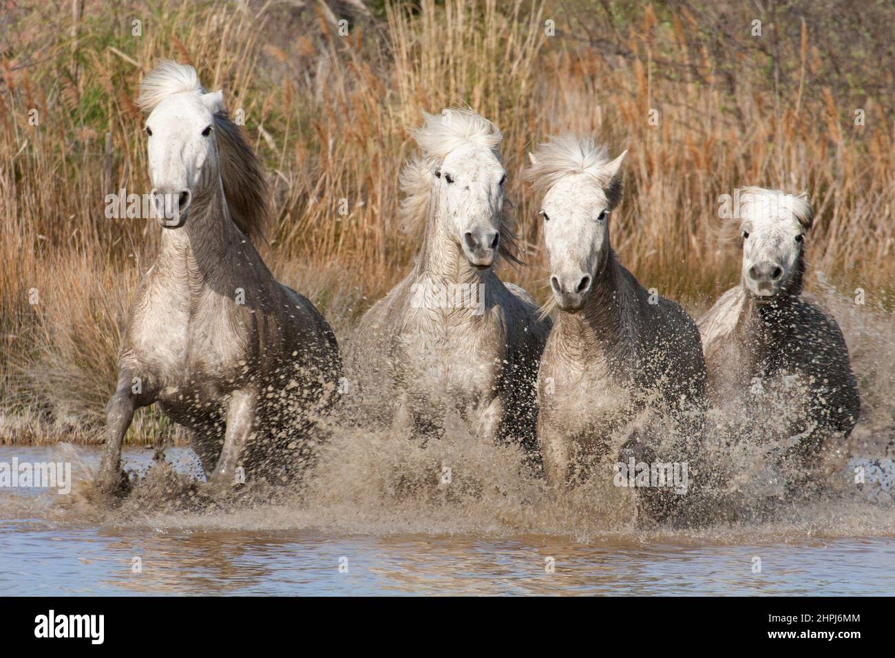 Cavalli Camargue in azione, galoppando attraverso una palude in Provenza, sud della Francia Foto Stock