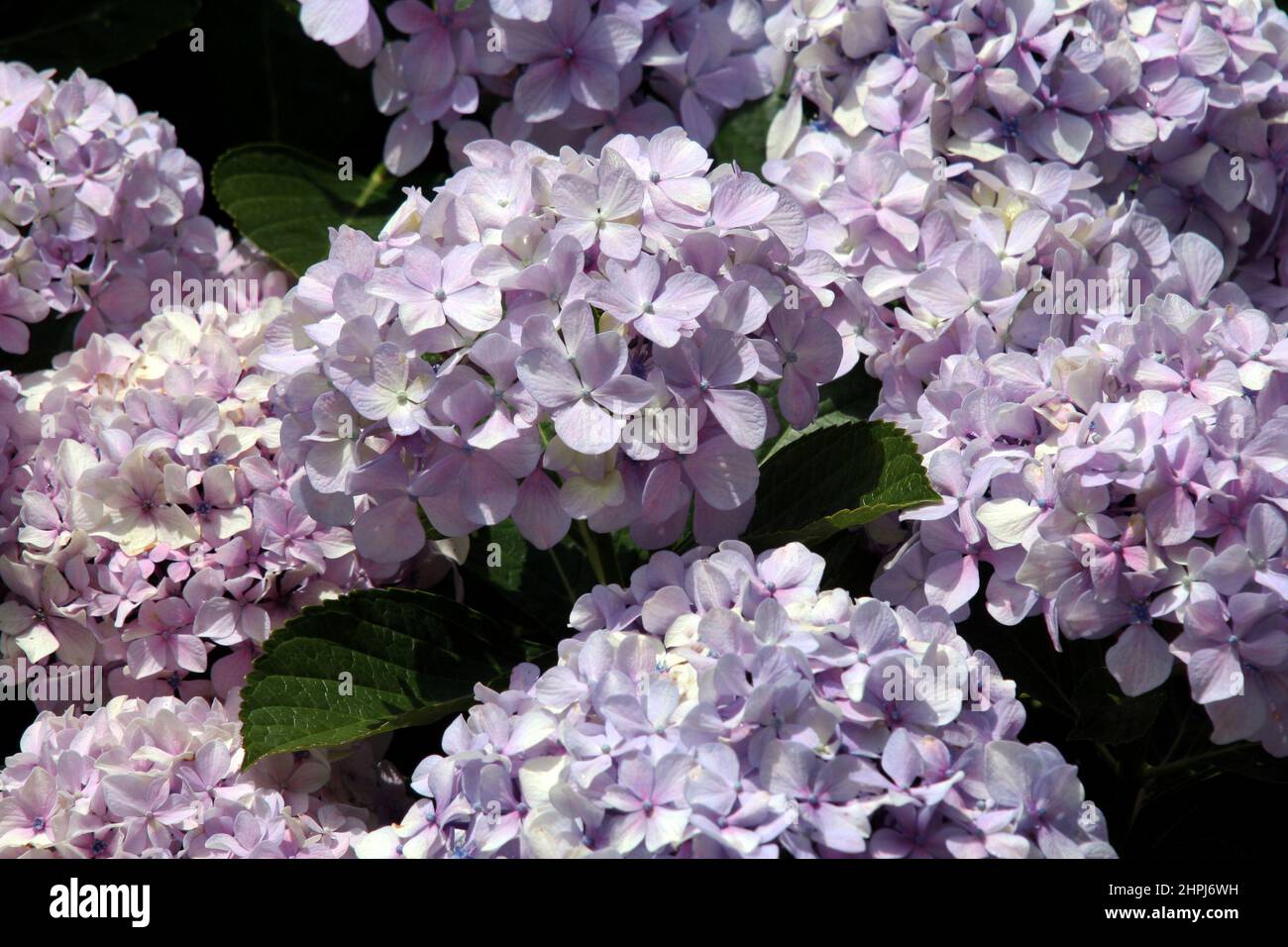 FIORI DI ORTANGEA MALVE PALLIDO Foto Stock