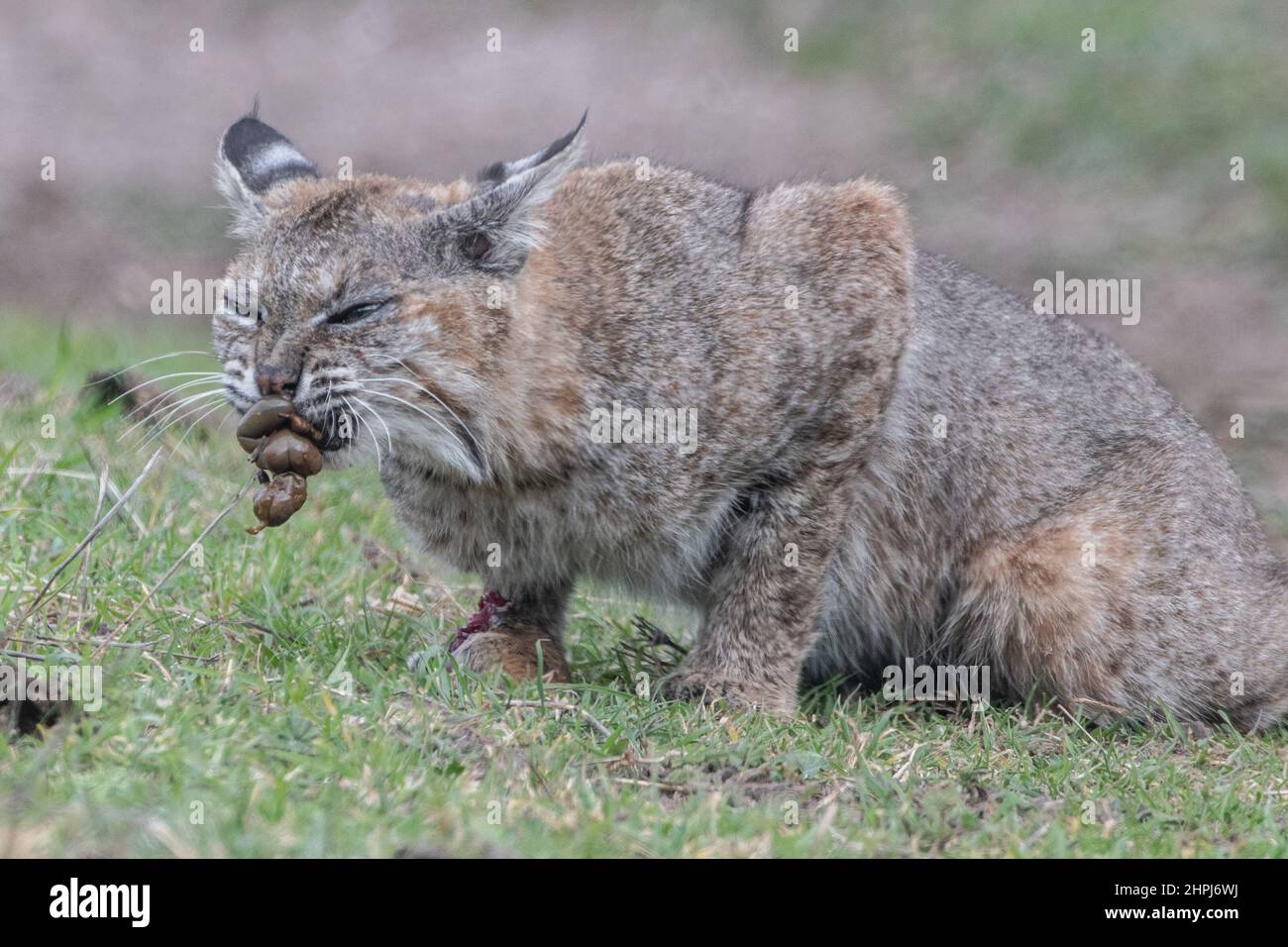 Un bobcat selvatico (Lynx rufus) con un gopher che ha catturato. Il gatto tiene gli intestini in bocca prima di mangiarli. In California, USA. Foto Stock