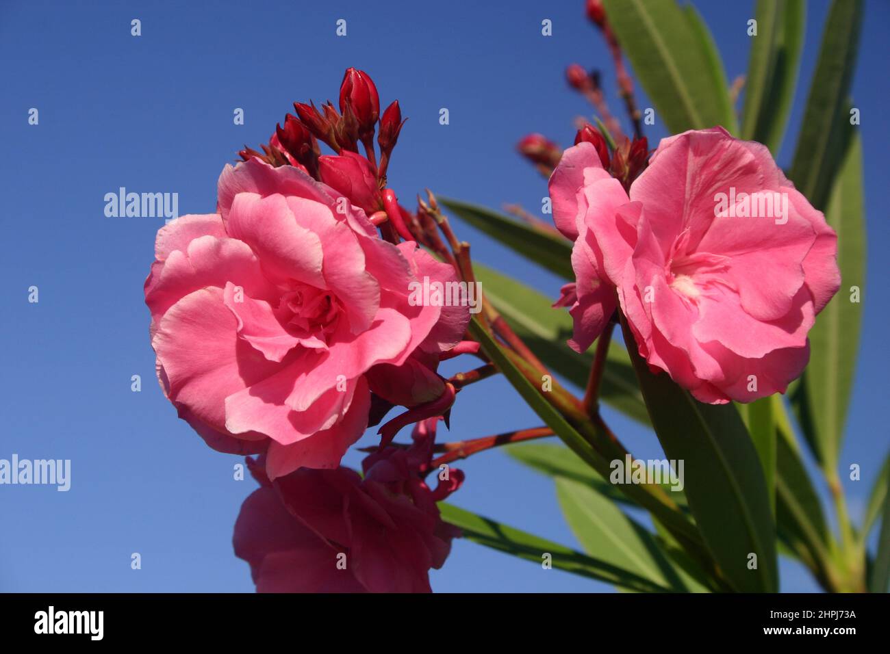 PRIMO PIANO DEI DOPPI FIORI ROSA DEL CESPUGLIO O ARBUSTO DI OLEANDER. IL NERIUM CONTIENE DIVERSI COMPOSTI TOSSICI ED È CONSIDERATO UNA PIANTA VELENOSA. Foto Stock