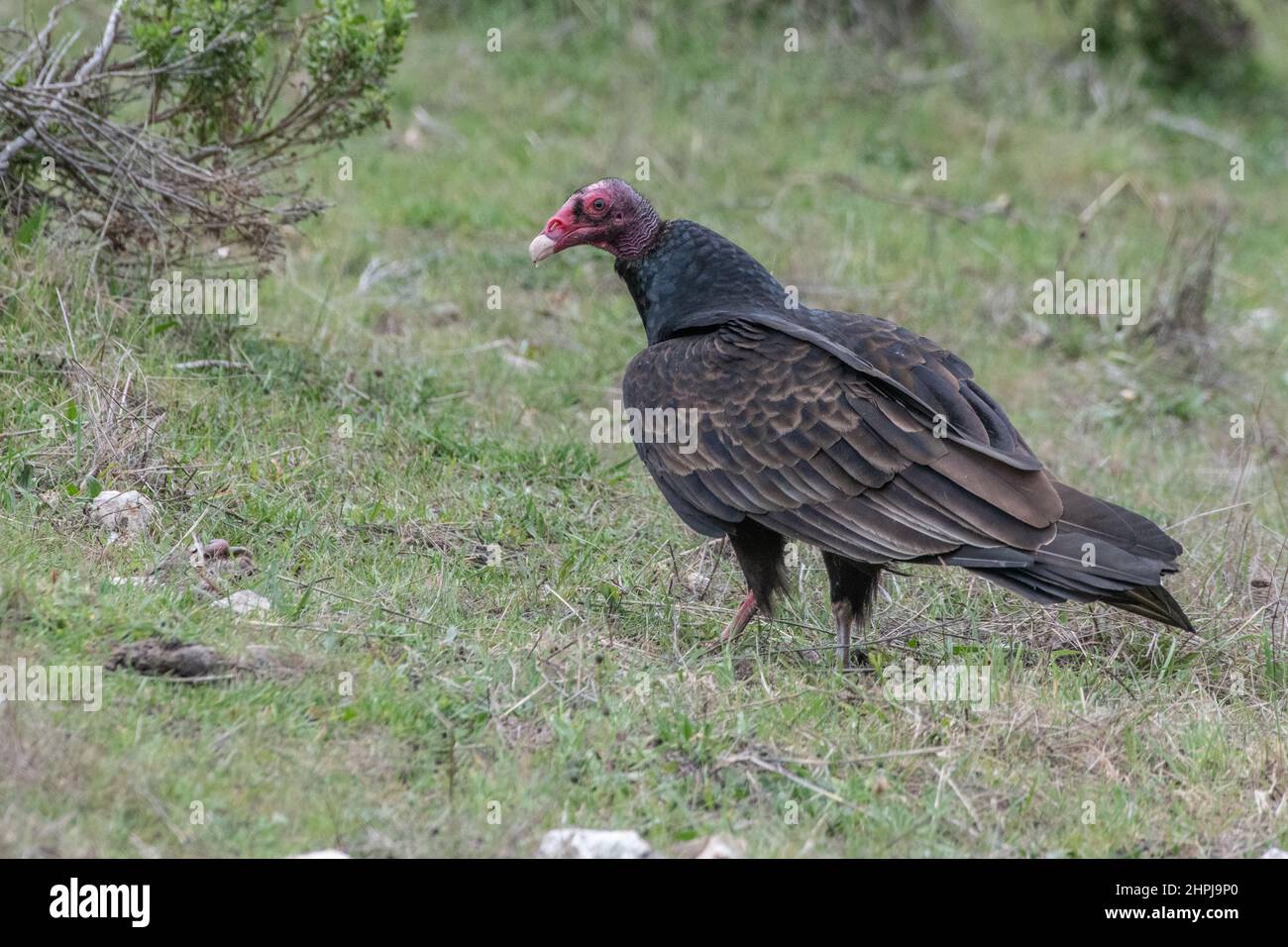 Un avvoltoio tacchino (aura catartes) sull'erba nella contea di Monterey, California. Foto Stock