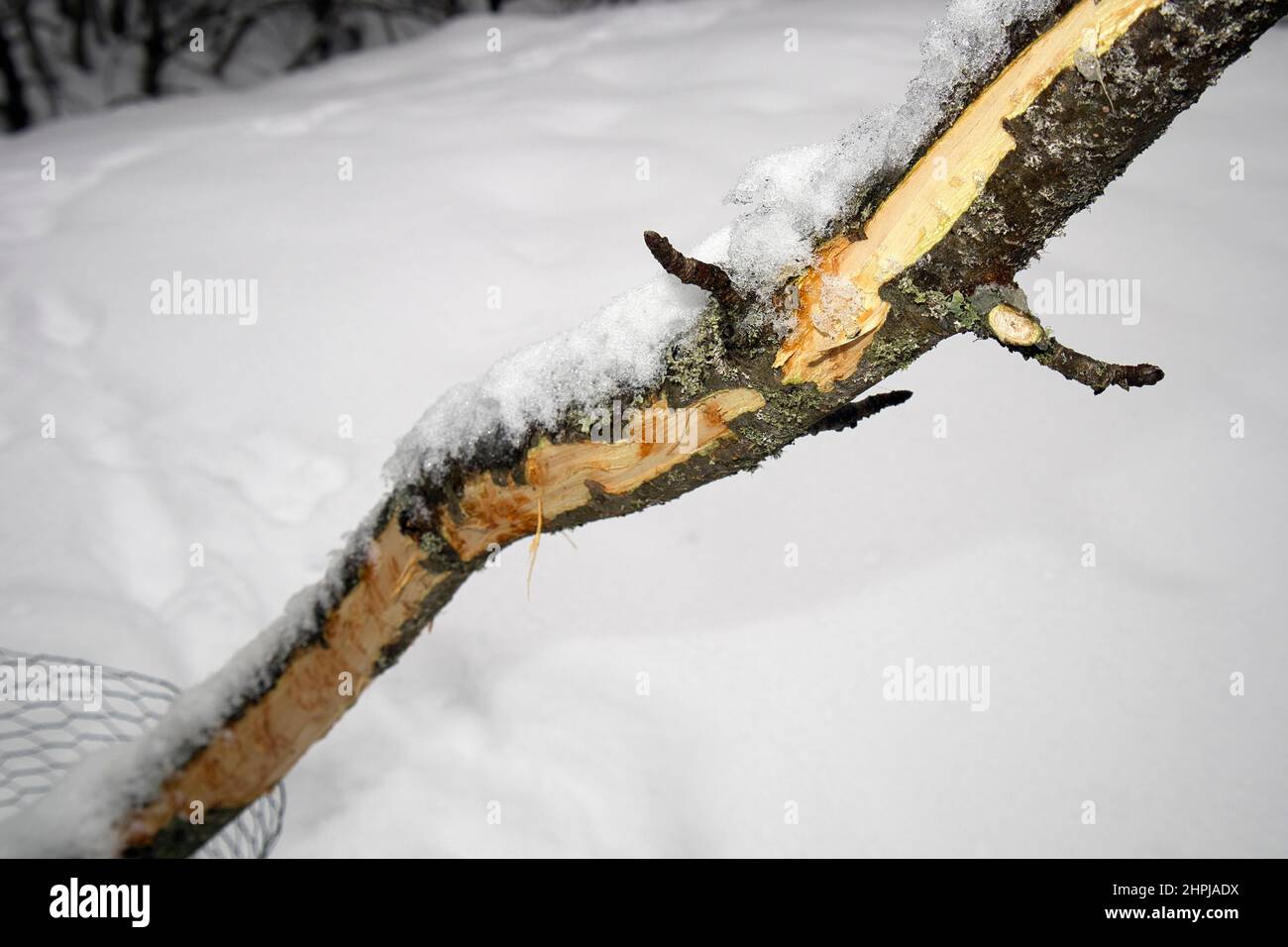Un giovane melo in inverno con corteccia nibbled da coniglio Foto Stock
