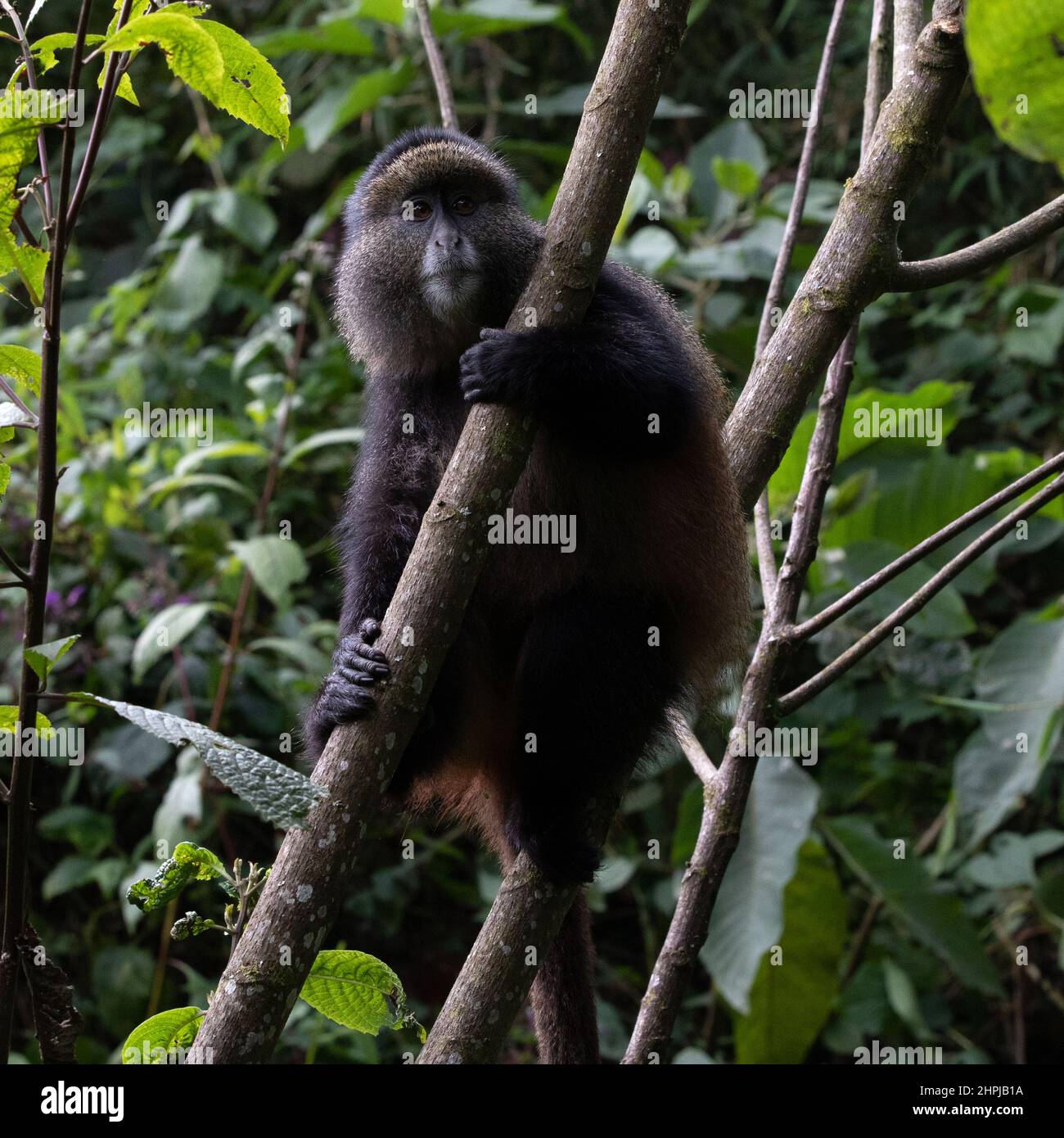 Scimmia d'oro (Cercopithecus kandti) - Ruanda. Foto Stock