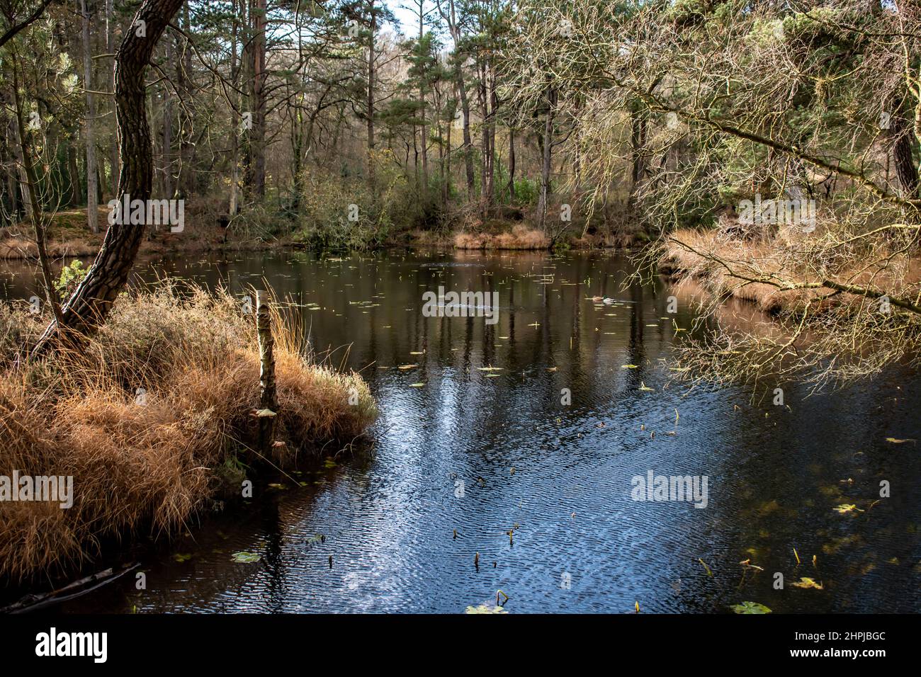 Laghetto panoramico in una giornata di inverni soleggiati, alberi sospesi con riflessi in acqua. Bystock Pools, East Devon Foto Stock