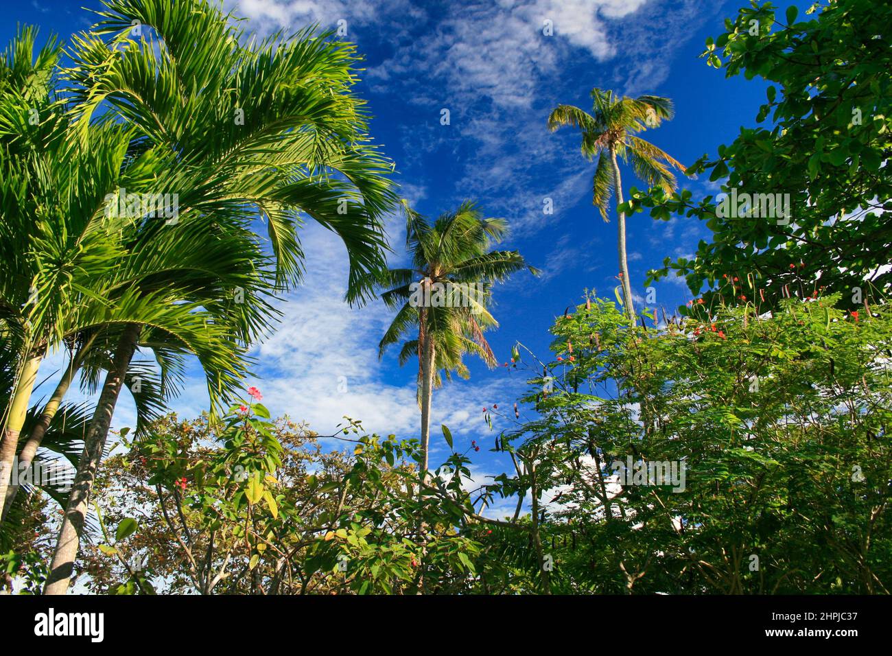 Un'immagine a basso angolo di lussureggianti palme verdi in una chiara giornata estiva blu a Cebu, Visayas Foto Stock