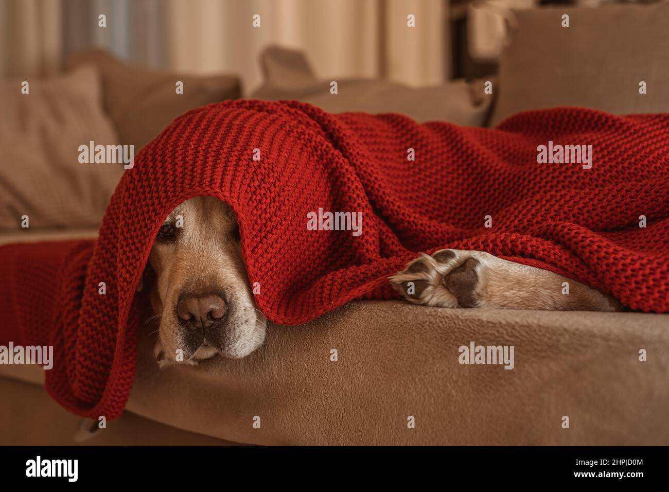 Adorabile Labrador Fawn sul divano sotto una coperta rossa Foto Stock