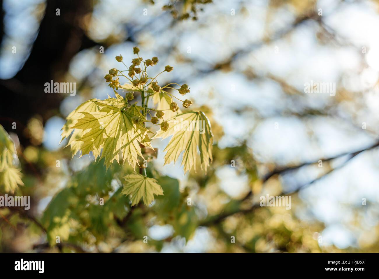 La prima molla lascia dolcemente srotolare sull'albero Foto Stock