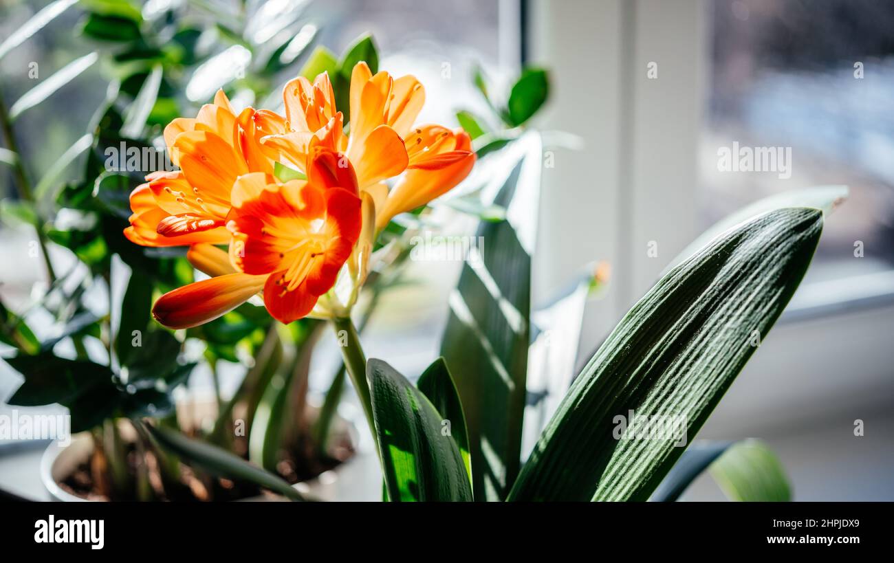 Bella fiori d'arancio di civia miniata casa pianta Foto Stock