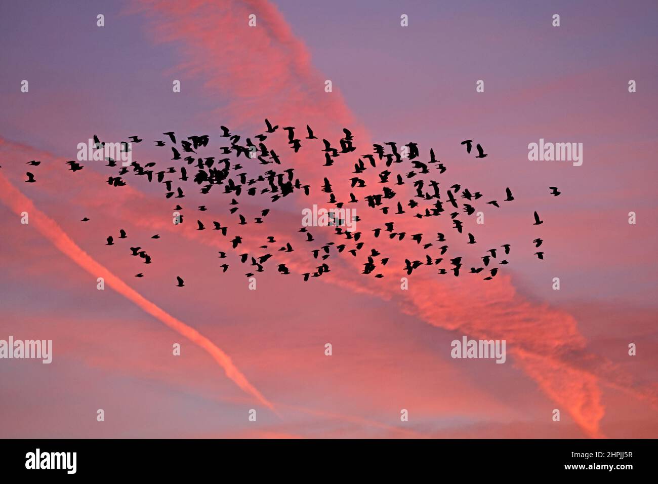 Flock of Lapwings contro un'alba a RSPB Frampton Lincolnshire Foto Stock
