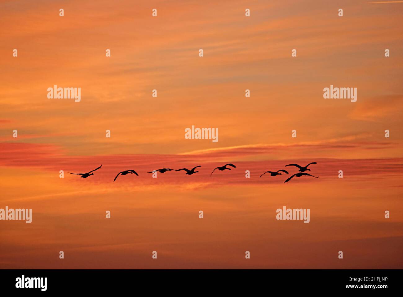Whooper Swans all'alba al RSPB Frampton Lincolnshire Foto Stock