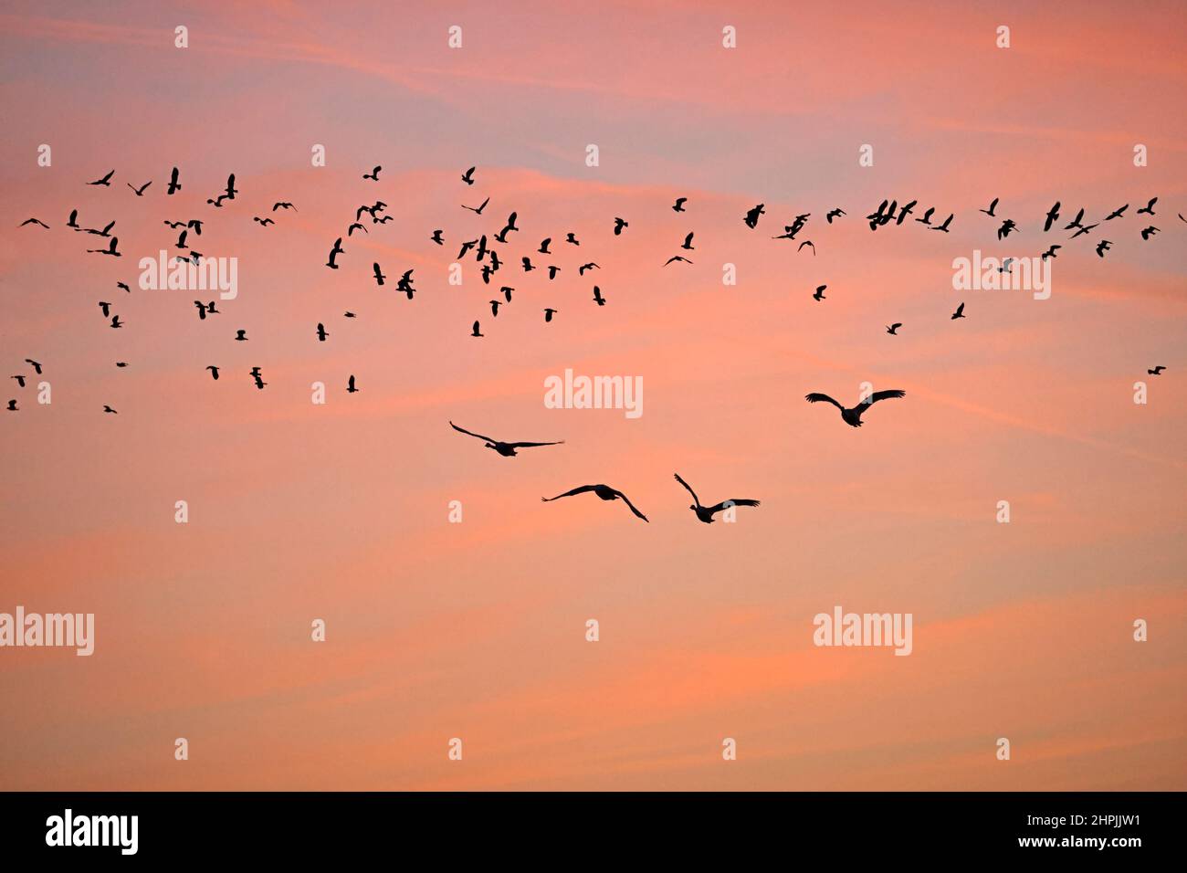 Whooper Swans all'alba al RSPB Frampton Lincolnshire Foto Stock