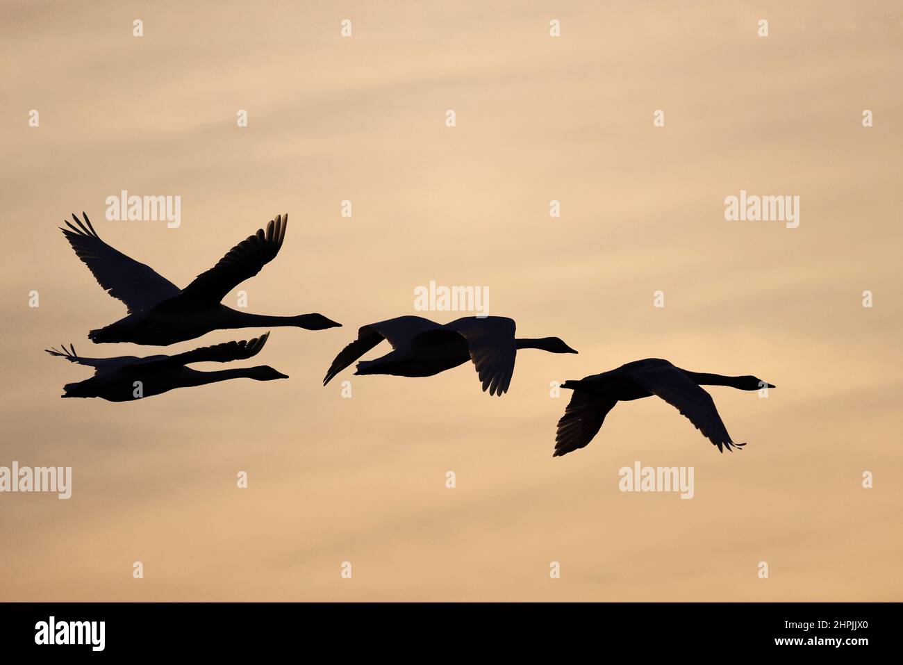 Whooper Swans all'alba al RSPB Frampton Lincolnshire Foto Stock