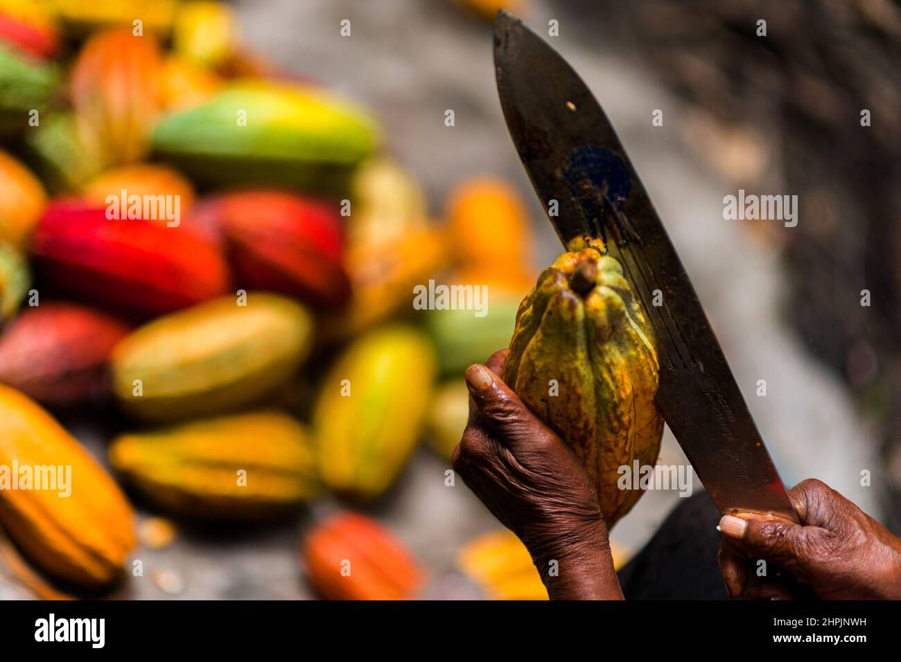 Una cialda di cacao appena raccolta e matura si vede aperta con un machete in una fattoria tradizionale di cacao a Cuernavaca, Cauca, Colombia. Foto Stock