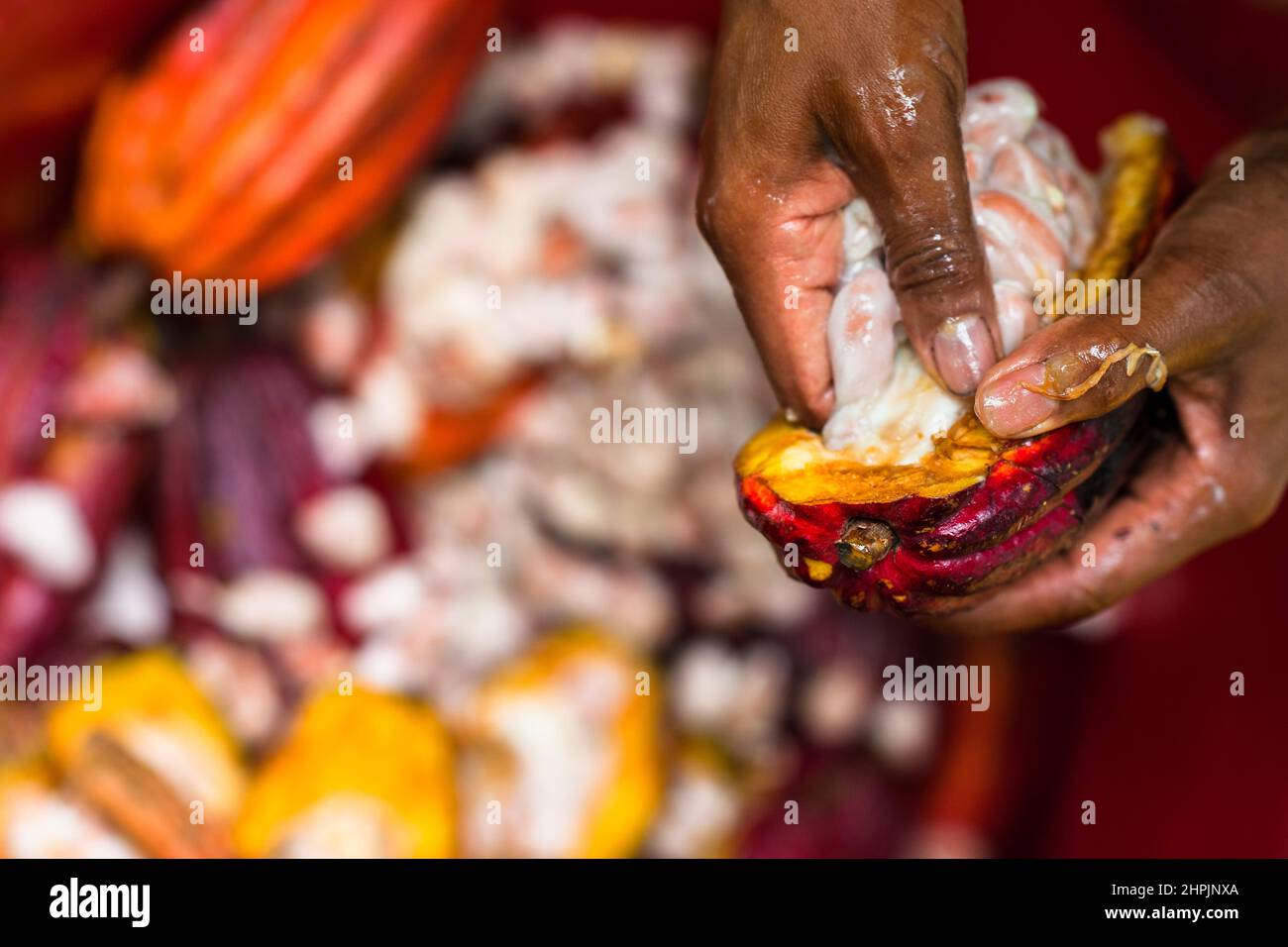 Un agricoltore afro-colombiano separa i semi di cacao polpico da un cialda di cacao durante un raccolto in una fattoria tradizionale di cacao a Cuernavaca, Cauca, Colombia. Foto Stock