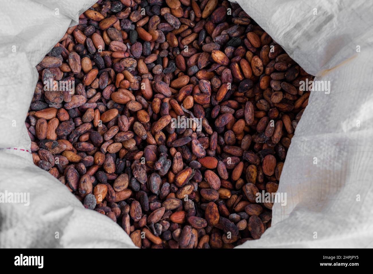 I fagioli di cacao secchi sono visti immagazzinati in un sacchetto di plastica nella fabbricazione artigianale del cioccolato in Cuernavaca, Cauca, Colombia. Foto Stock