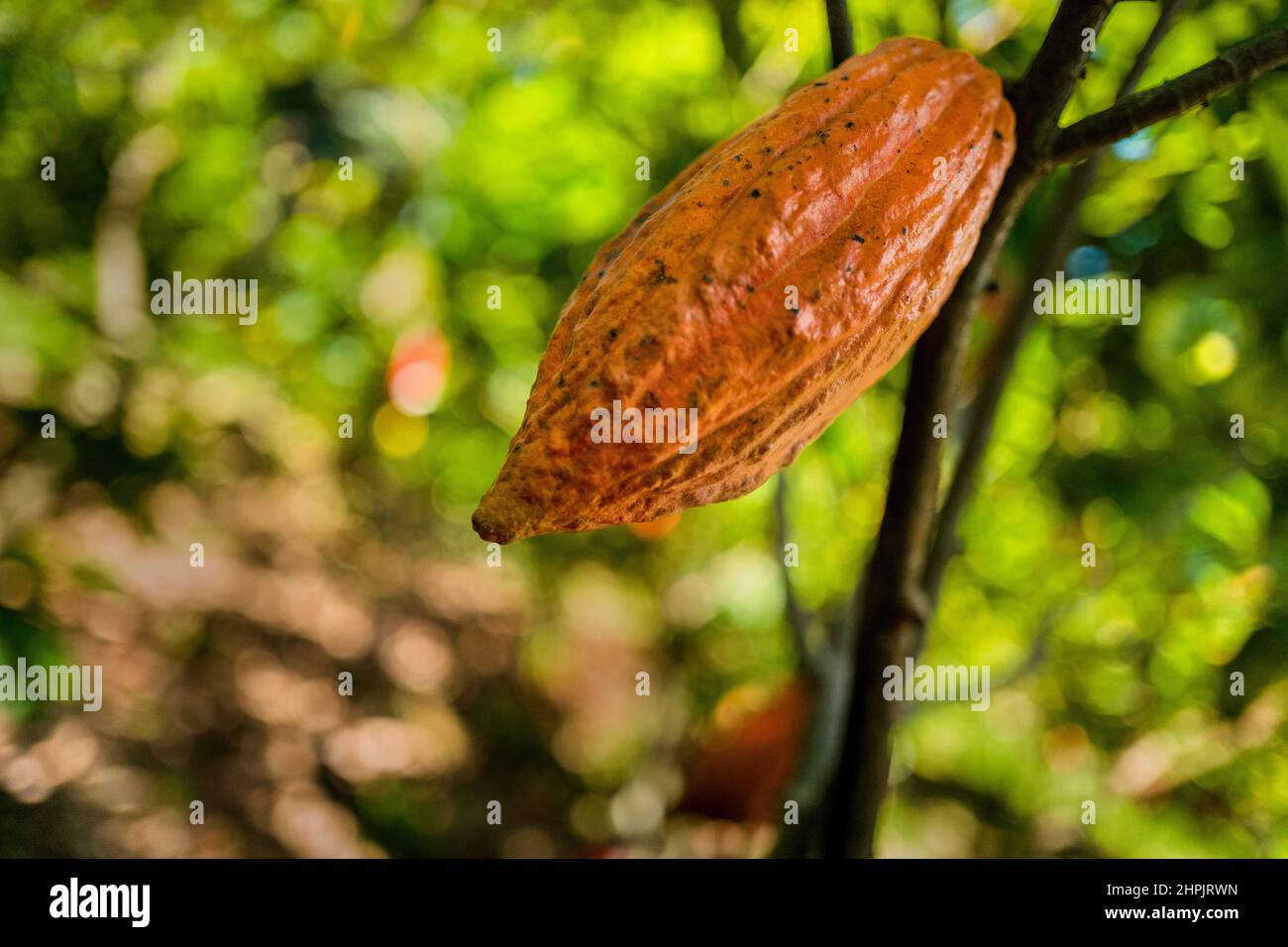 Un frutto di cacao è visto crescere su un albero di cacao in una fattoria tradizionale di cacao in Cuernavaca, Cauca, Colombia. Foto Stock