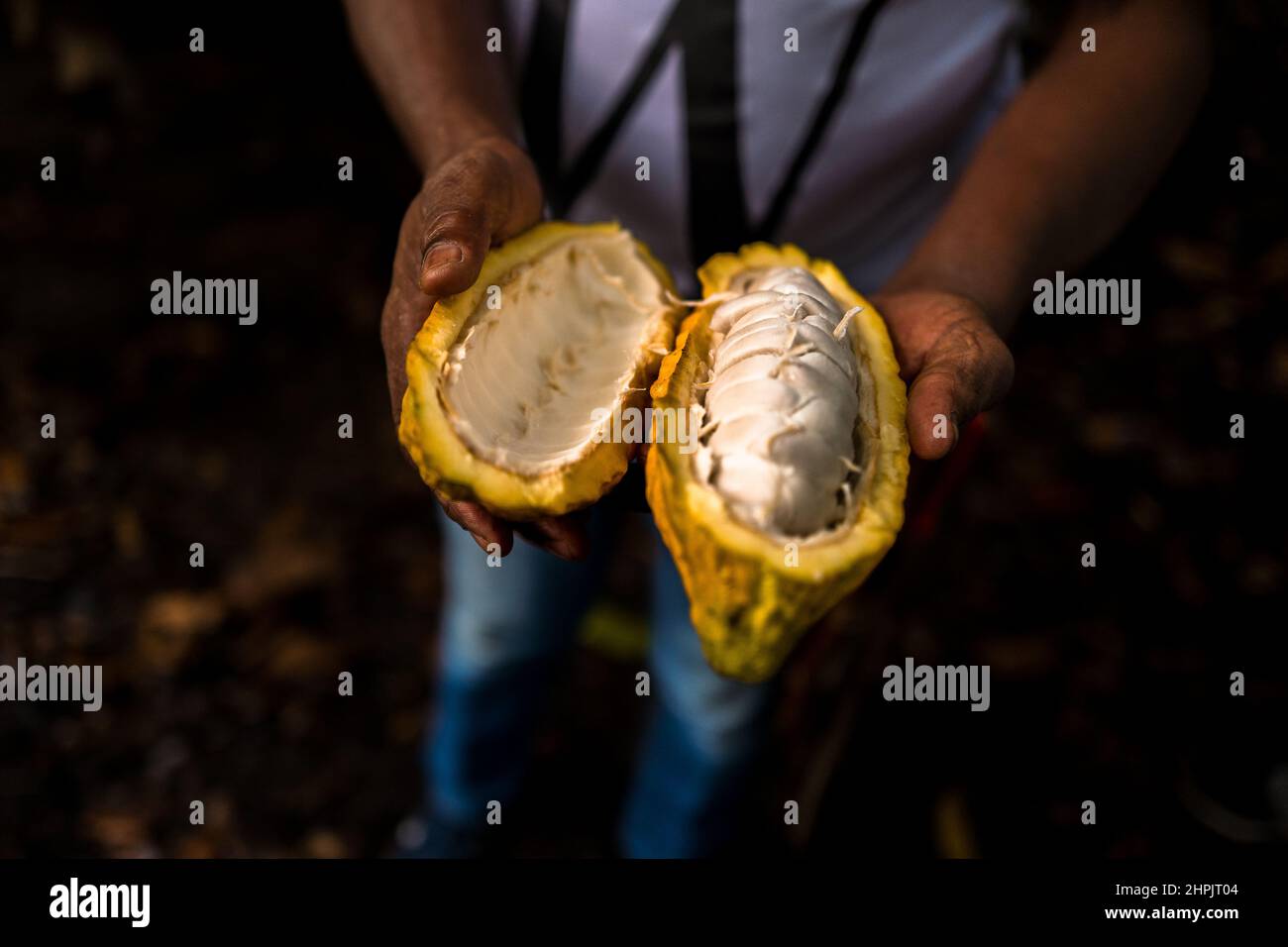 Un agricoltore afro-colombiano tiene una cialda di cacao appena aperta, con semi ricoperti di polpa, in una fattoria tradizionale di cacao a Cuernavaca, Cauca, Colombia. Foto Stock