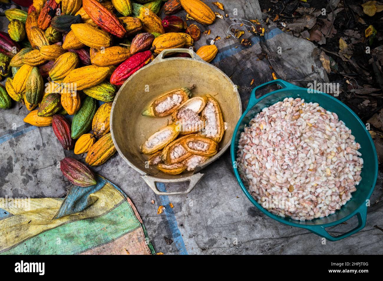 Una ciotola di plastica, riempita con semi di cacao estratti, è visto messo vicino ad un mucchio di cialde di cacao raccolte su una fattoria di cacao in Cuernavaca, Colombia. Foto Stock