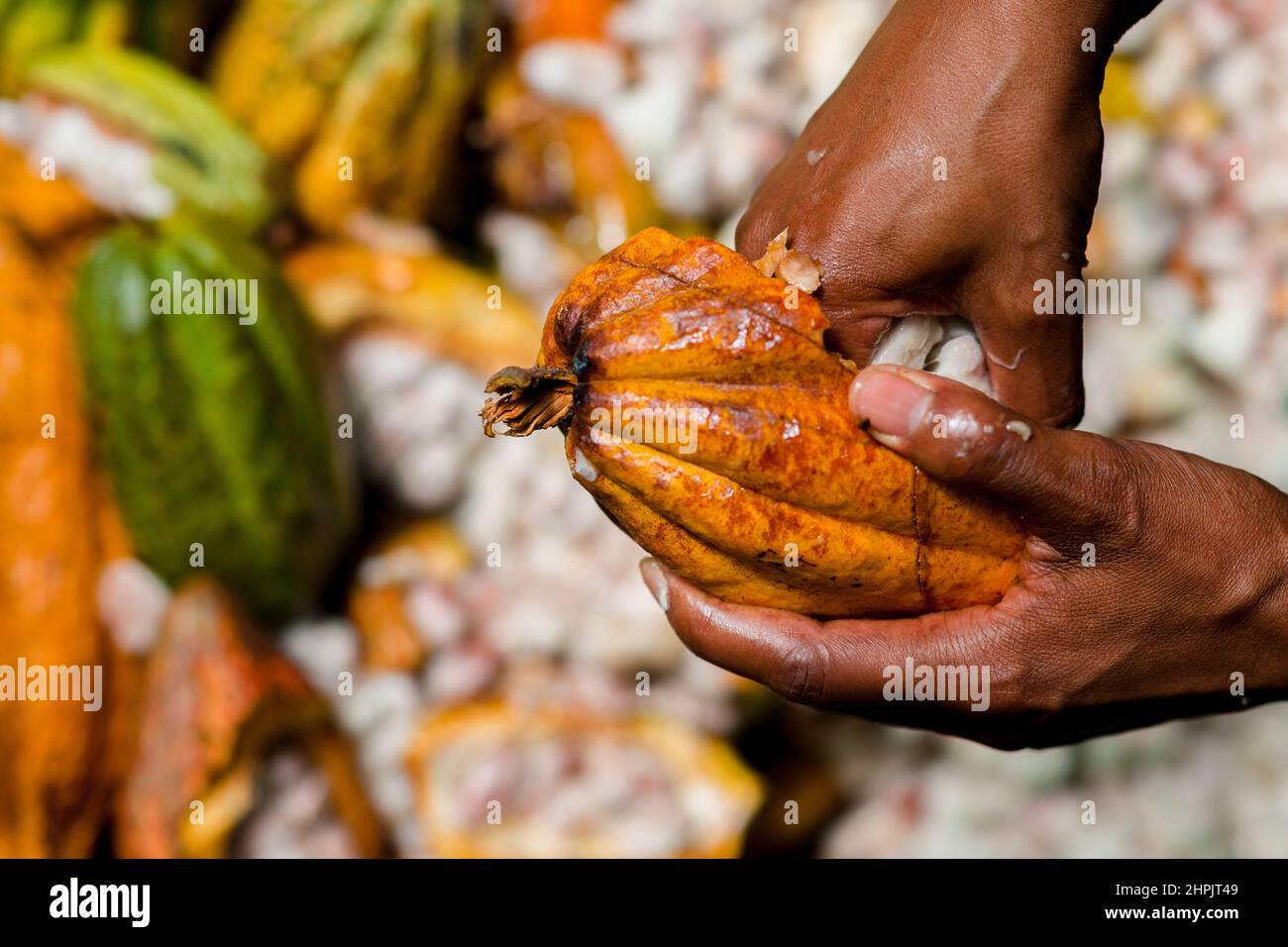 Un agricoltore afro-colombiano separa i semi di cacao polpico da un cialda di cacao durante un raccolto in una fattoria tradizionale di cacao a Cuernavaca, Cauca, Colombia. Foto Stock