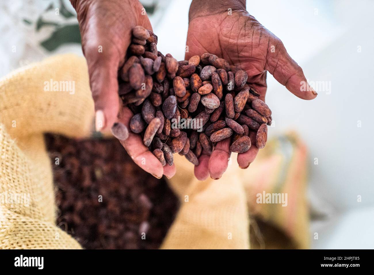 I fagioli di cacao secchi sono visti versati in un sacchetto della iuta nella fabbricazione artigianale del cioccolato in Cuernavaca, Cauca, Colombia. Foto Stock