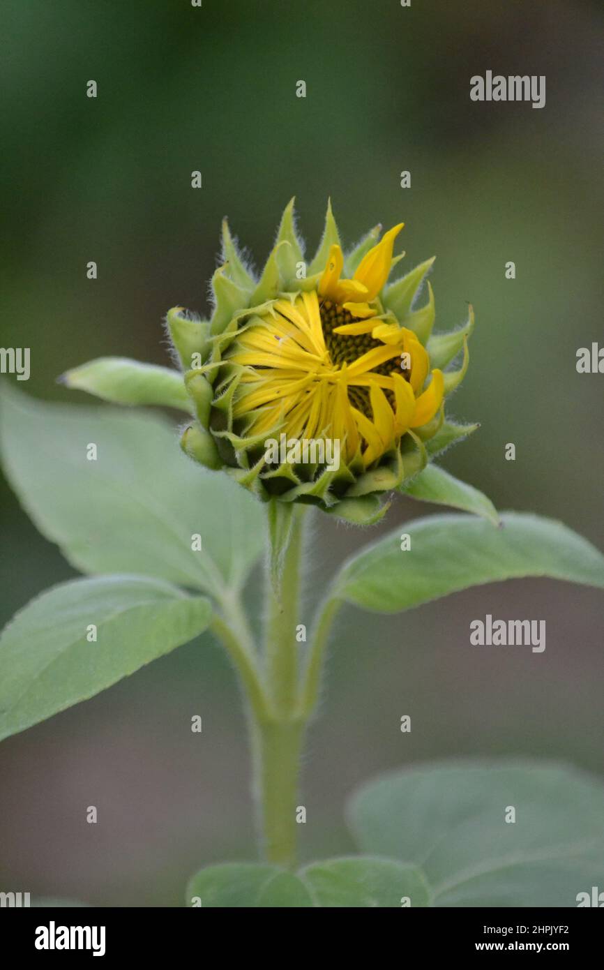 Helianthus Gracilentus - la testa di girasole nana comincia ad aprarsi - il fiore giallo - il girasole mini - il tempo di estate - lo Yorkshire Regno Unito Foto Stock