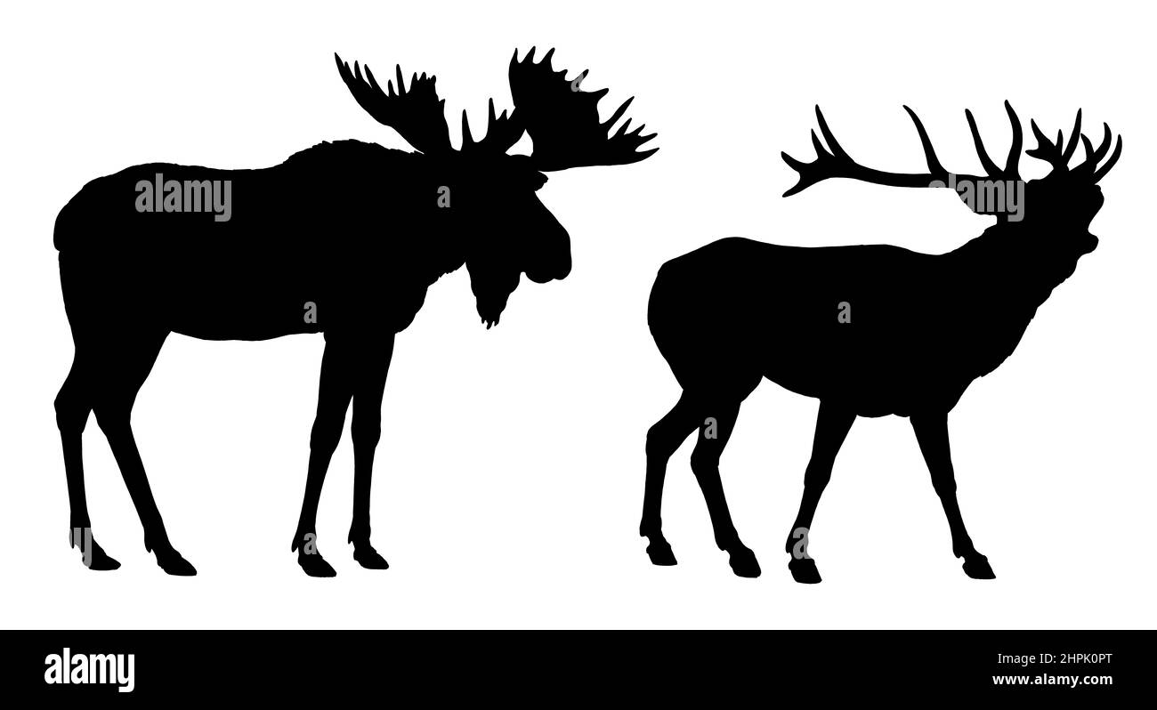 Illustrazione di cervi e alci. Grande illustrazione della silhouette erbivori. Disegno di animali selvatici. Foto Stock