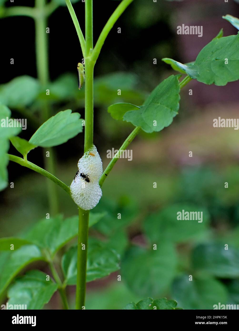 Spittle bug perforato e succhiare linfa cellulare da pianta con secrezione di schiuma come sostanza in fondo. Questo bug noto per la massa di spittle gelida che producono Foto Stock
