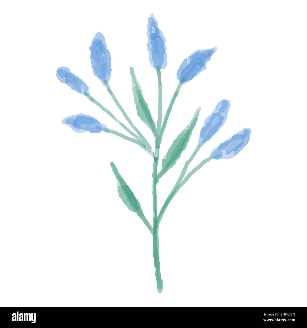 Illustrazione disegnata a mano di un fiore selvatico blu. Delphinium dipinto ad acquerello. Illustrazione vettoriale. Illustrazione Vettoriale