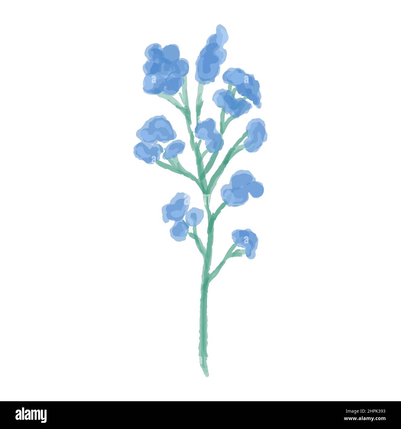 Illustrazione disegnata a mano di un fiore selvatico blu. Phlox stiloide dipinta in acquerello. Illustrazione vettoriale. Illustrazione Vettoriale