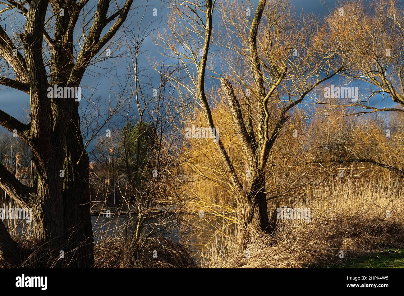 I raggi del sole brillano su un boschetto di alberi su una riva del fiume. Foto Stock