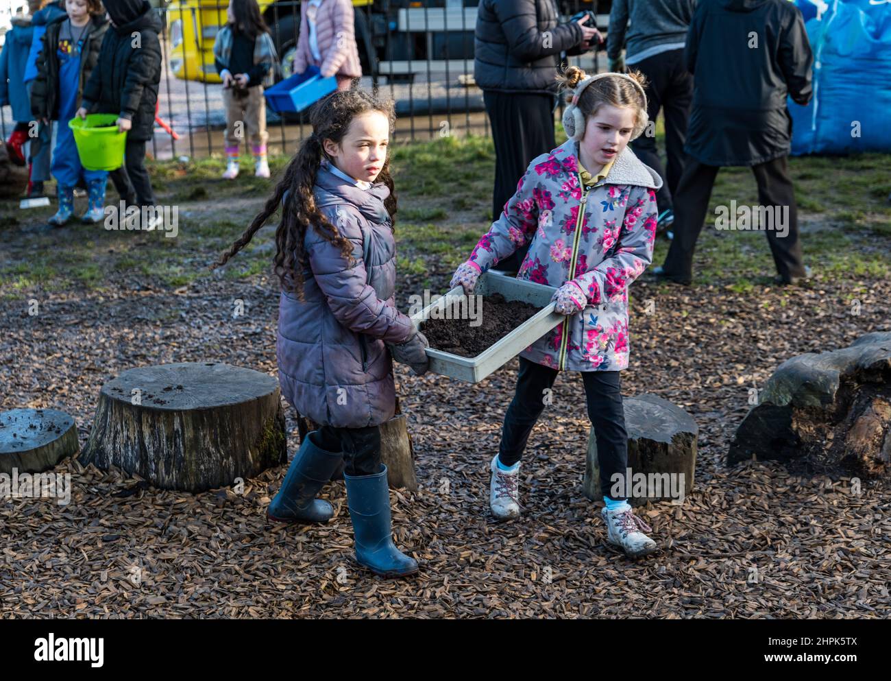 Trinity Primary School, Edimburgo, Scozia, Regno Unito, 22 febbraio 2022. Topsoil Botanico per le scuole: Scavo durante il Royal Botanic Garden Biomes Project risulta in un'eccedenza di 50 tonnellate di topsoil che è dato alle scuole, allotments & organizzazioni della comunità dalla società di costruzione Balfour Beatty. Una consegna di 5 tonnellate avviene presso la Trinity Primary School per trasportare il suolo o la terra per riempire piantatrici nel giardino della scuola per gli allievi per coltivare le verdure. Gli allievi primari 4 usano contenitori di tutte le forme e dimensioni per spostare la terra per riempire le piantatrici; lavoro di squadra è richiesto Foto Stock