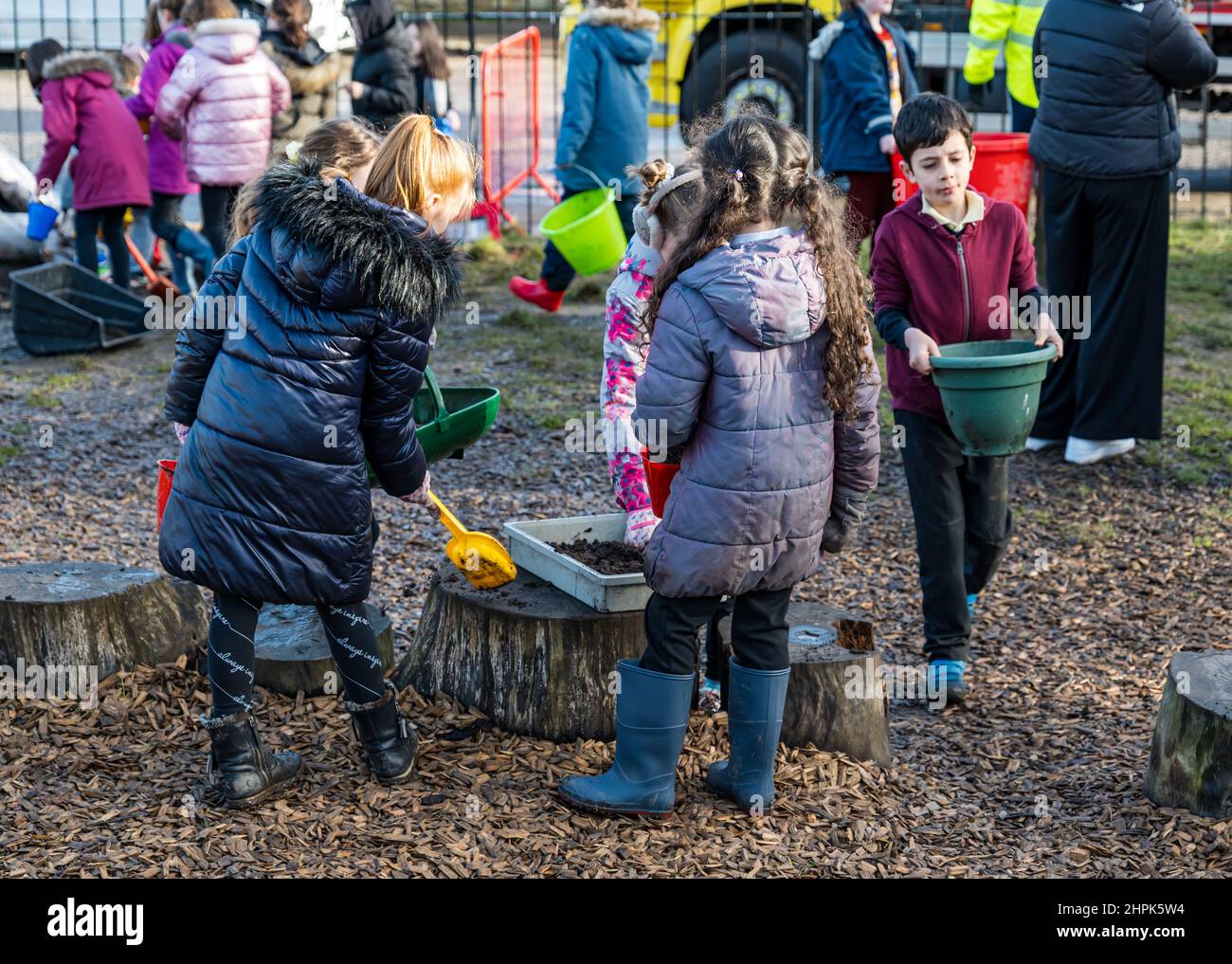 Trinity Primary School, Edimburgo, Scozia, Regno Unito, 22 febbraio 2022. Topsoil Botanico per le scuole: Scavo durante il Royal Botanic Garden Biomes Project risulta in un'eccedenza di 50 tonnellate di topsoil che è dato alle scuole, allotments & organizzazioni della comunità dalla società di costruzione Balfour Beatty. Una consegna di 5 tonnellate avviene presso la Trinity Primary School per trasportare il suolo o la terra per riempire piantatrici nel giardino della scuola per gli allievi per coltivare le verdure. Gli allievi primari 4 usano contenitori di tutte le forme e dimensioni per spostare la terra per riempire le piantatrici; lavoro di squadra è richiesto Foto Stock