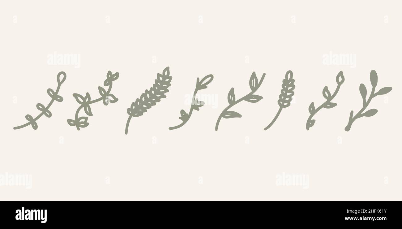 Sfondo decorativo per piante disegnato a mano. Set di foglie. Illustrazione del design dell'elemento a foglia verde. Orecchio di grano con ramo floreale, alghe bindali Foto Stock